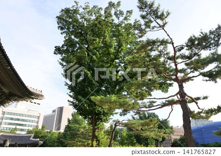 Giant dogwood tree standing in front of Deoksugung Palace in Seoul Giant dogwood tree standing in front of Deoksugung Palace in Seoul 141765827