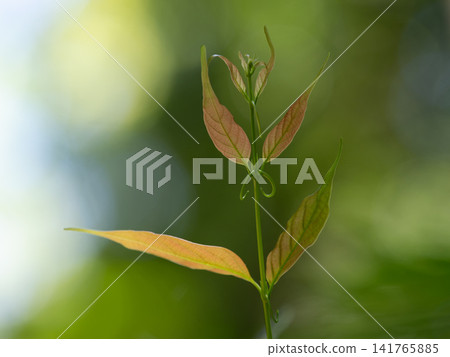 Young leaves and hooks of Uncaria rhynchophylla Young leaves and hooks of Uncaria rhynchophylla 141765885