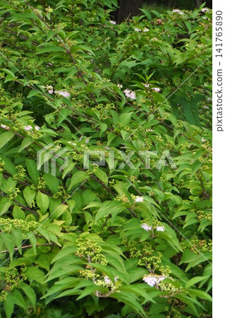 日本紫珠(Callicarpa japonica)的幼果 - 2026年7月 日本紫珠(Callicarpa japonica)的幼果 - 2026年7月 141765890