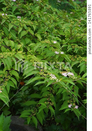 日本紫珠(Callicarpa japonica)的幼果 - 2026年7月 日本紫珠(Callicarpa japonica)的幼果 - 2026年7月 141765891