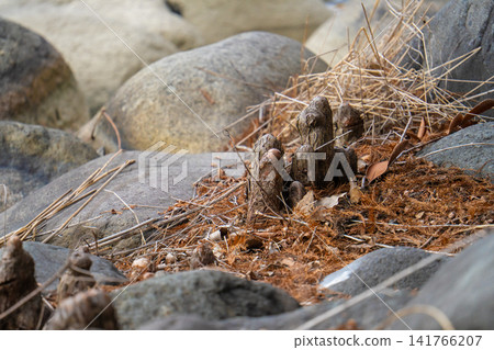 The knee roots of bald cypress trees extending from the rocky area The knee roots of bald cypress trees extending from the rocky area 141766207