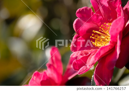 陽光下盛開的紅色山茶花的特寫。 141766257