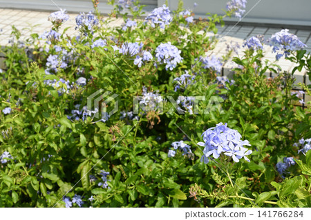 Plumbago, which blooms with cool, pale blue-purple flowers. Plumbago, which blooms with cool, pale blue-purple flowers. 141766284