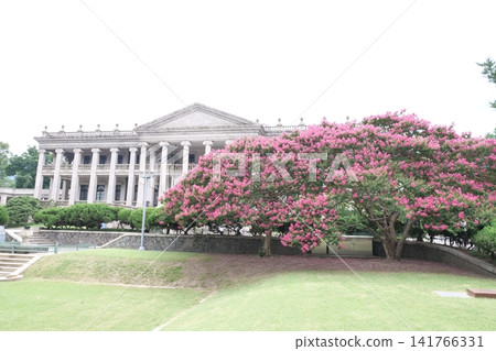 Blooming crape myrtle in front of Western-style palace building in summer 141766331