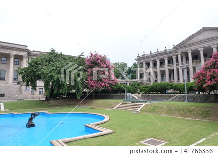 Blooming crape myrtle in front of Western-style palace building in summer 141766336
