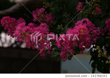 Blooming crape myrtle in front of Western-style palace building in summer Blooming crape myrtle in front of Western-style palace building in summer 141766341