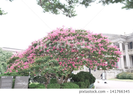 Blooming crape myrtle in front of Western-style palace building in summer Blooming crape myrtle in front of Western-style palace building in summer 141766345