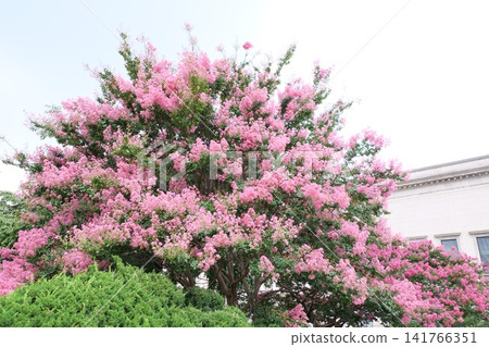 Blooming crape myrtle in front of Western-style palace building in summer Blooming crape myrtle in front of Western-style palace building in summer 141766351