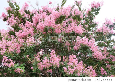 Blooming crape myrtle in front of Western-style palace building in summer Blooming crape myrtle in front of Western-style palace building in summer 141766353