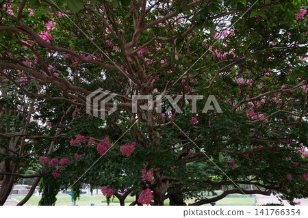 Blooming crape myrtle in front of Western-style palace building in summer Blooming crape myrtle in front of Western-style palace building in summer 141766354