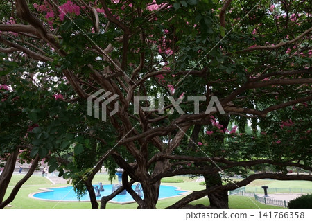 Blooming crape myrtle in front of Western-style palace building in summer Blooming crape myrtle in front of Western-style palace building in summer 141766358