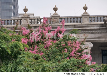 Blooming crape myrtle in front of Western-style palace building in summer Blooming crape myrtle in front of Western-style palace building in summer 141766371