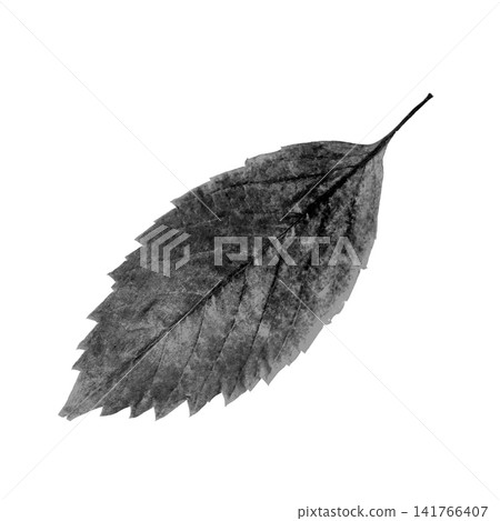 Black leaf on white background 141766407
