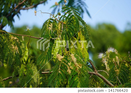 Young fruit of the Albizia julibrissin tree - July 2026 141766420