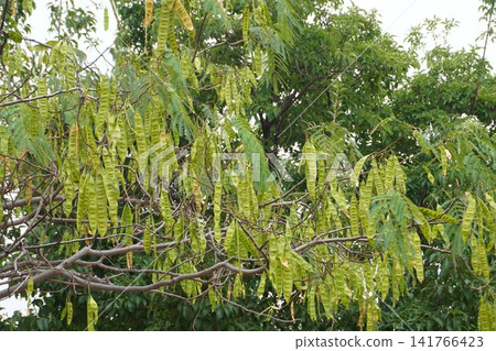 Young fruit of the Albizia julibrissin tree - July 2026 141766423