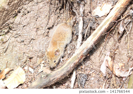 bank vole (Myodes glareolus) bank vole (Myodes glareolus) 141766544