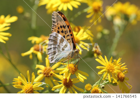 Painted Lady (Vanessa cardui) Painted Lady (Vanessa cardui) 141766545