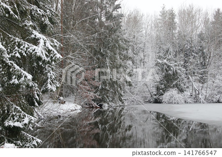 in the forest in the forest 141766547