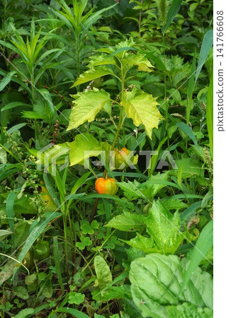 燈籠果(Physalis alkekengi)- 2026年7月 燈籠果(Physalis alkekengi)- 2026年7月 141766608