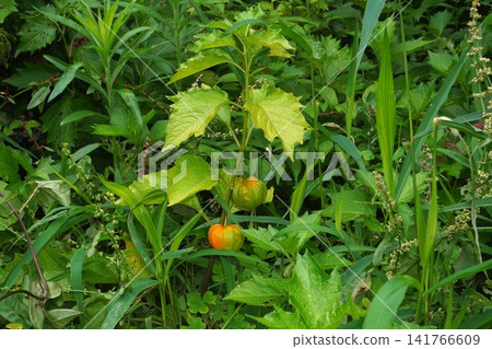 燈籠果(Physalis alkekengi)- 2026年7月 燈籠果(Physalis alkekengi)- 2026年7月 141766609