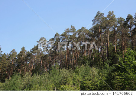 in the Palatinate Forest in the Palatinate Forest 141766662