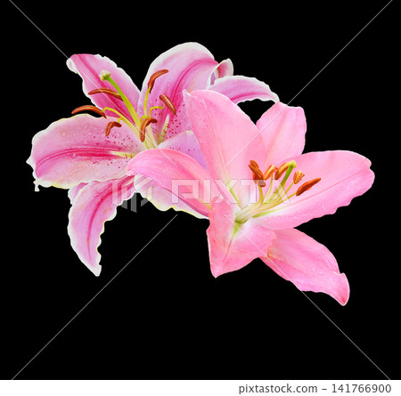 Beautiful pink lily flowers in full bloom, showcasing delicate petals and vibrant natural beauty on back backgrounud. Beautiful pink lily flowers in full bloom, showcasing delicate petals and vibrant natural beauty on back backgrounud. 141766900