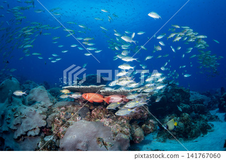 Jewel damselfish, Sawtooth snapper, Ogasawara Islands Jewel damselfish, Sawtooth snapper, Ogasawara Islands 141767060
