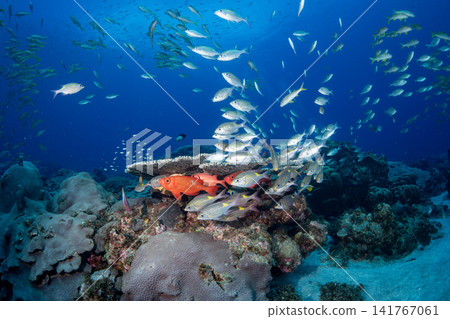 Jewel damselfish, Sawtooth snapper, Ogasawara Islands Jewel damselfish, Sawtooth snapper, Ogasawara Islands 141767061