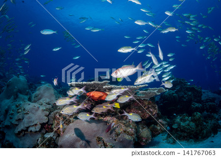 Jewel damselfish, Sawtooth snapper, Ogasawara Islands Jewel damselfish, Sawtooth snapper, Ogasawara Islands 141767063