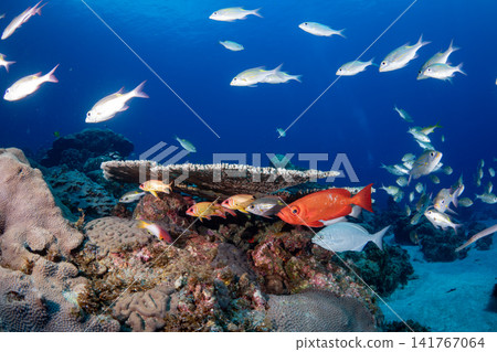 Jewel damselfish, Sawtooth snapper, Ogasawara Islands Jewel damselfish, Sawtooth snapper, Ogasawara Islands 141767064