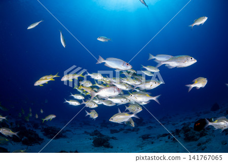 Jewel damselfish, Sawtooth snapper, Ogasawara Islands Jewel damselfish, Sawtooth snapper, Ogasawara Islands 141767065