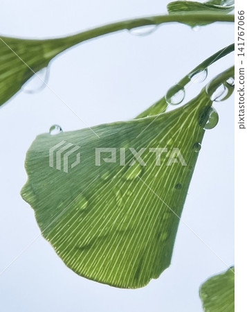 A close-up of a beautiful green ginkgo leaf covered in raindrops. A close-up of a beautiful green ginkgo leaf covered in raindrops. 141767066