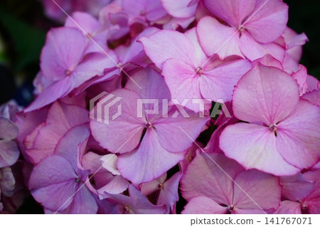 淡粉色繡球花的精美特寫。 141767071