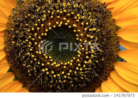 A close-up of the center of a sunflower, showcasing the beautiful natural forms of its geometric patterns and stamens. A close-up of the center of a sunflower, showcasing the beautiful natural forms of its geometric patterns and stamens. 141767073