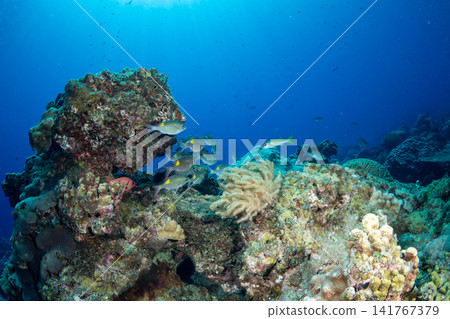 Long-branched soft coral, sawtooth snapper, Ogasawara Islands Long-branched soft coral, sawtooth snapper, Ogasawara Islands 141767379