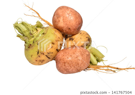 A selection of fresh vegetables such as potatoes and turnips. A selection of fresh vegetables such as potatoes and turnips. 141767504
