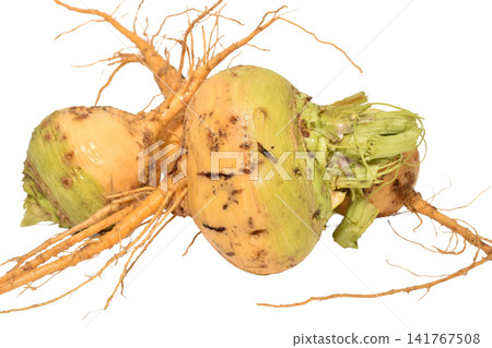 Several fresh turnip roots. Several fresh turnip roots. 141767508