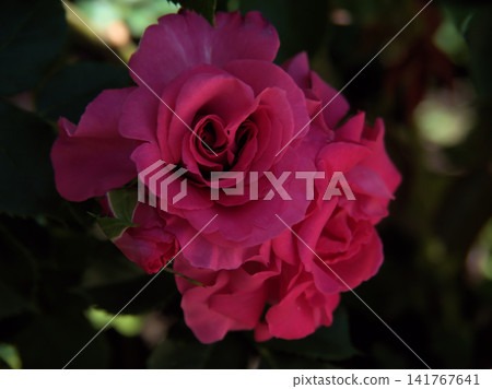 "Manuumeian" deep pink rose flowers bloomed beautifully in May "Manuumeian" deep pink rose flowers bloomed beautifully in May 141767641