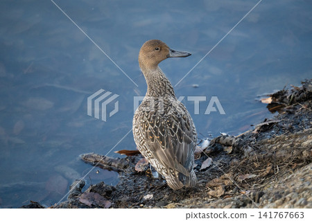 A female pintail resting by the water A female pintail resting by the water 141767663