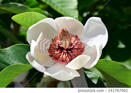在磐城市花卉中心,晴朗的初夏天,純白色的玉蘭(Magnolia obovata)盛開,構成了一幅美麗的水平構圖。 在磐城市花卉中心,晴朗的初夏天,純白色的玉蘭(Magnolia obovata)盛開,構成了一幅美麗的水平構圖。 141767902