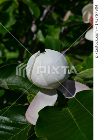 Pure white buds of Magnolia obovata, bathed in the bright sunshine of early summer, at the Iwaki City Flower Center. Pure white buds of Magnolia obovata, bathed in the bright sunshine of early summer, at the Iwaki City Flower Center. 141767904