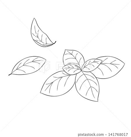 一組西方香草“羅勒”的向量線條藝術迷你插圖。 一組西方香草“羅勒”的向量線條藝術迷你插圖。 141768017