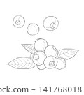 一組西方草藥“藍莓”的向量線條藝術迷你插圖。 141768018