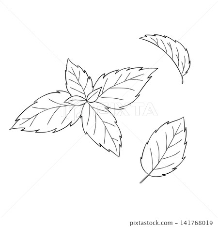 一組西方草藥“薄荷”的向量線條藝術迷你插圖。 一組西方草藥“薄荷”的向量線條藝術迷你插圖。 141768019