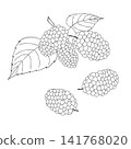 一組西方草藥“桑樹”的向量線條藝術迷你插圖。 141768020