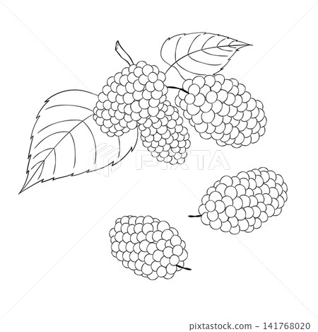 A set of vector line art mini illustrations of the Western herb "Mulberry". A set of vector line art mini illustrations of the Western herb "Mulberry". 141768020