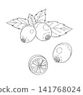 一組西方草本植物「玫瑰果」的向量線條藝術迷你插圖。 141768024