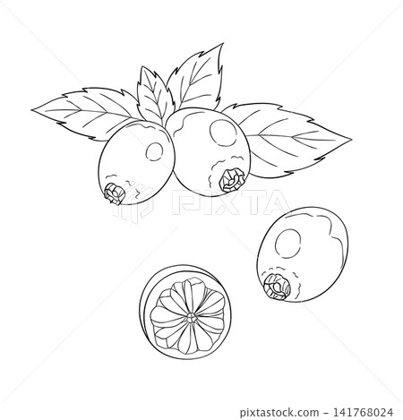 一組西方草本植物「玫瑰果」的向量線條藝術迷你插圖。 一組西方草本植物「玫瑰果」的向量線條藝術迷你插圖。 141768024