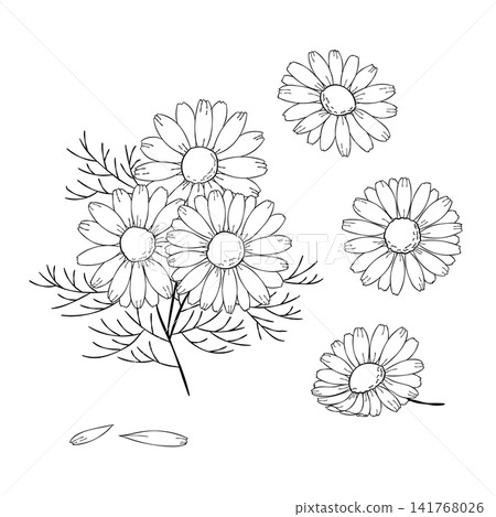 一組西方草藥“洋甘菊”的向量線條藝術迷你插圖。 一組西方草藥“洋甘菊”的向量線條藝術迷你插圖。 141768026