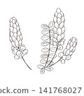 一組西方草藥“蠟燭灌木”的向量線條藝術迷你插圖。 141768027